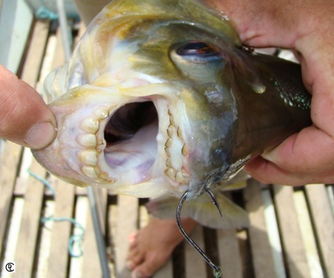 dentition des poissons