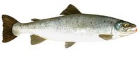 saumon atlantique
